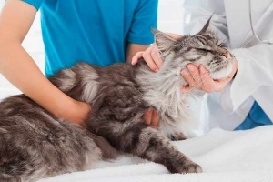 Što učiniti ako je mačka povećala limfne čvorove?